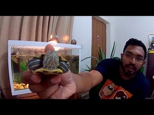 How I Clean My Turtle's Tank Guide