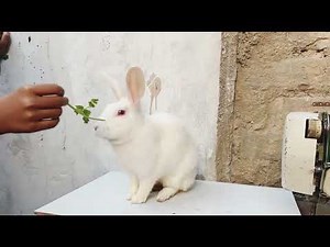 asmr Animals Eating