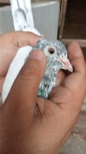 Mashallah Red Eyes Young Blood for breeders Like Share Comments 🚀💯🌟🌱🚀