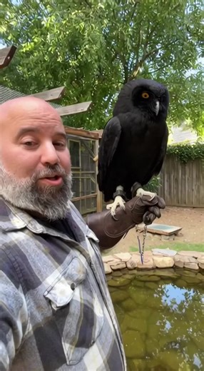 Massive ebony owl at the animal sanctuary aviary. #owl #blackowl #aviary #harrypotter