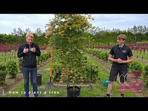 Easy Big Trees: How to plant a tree