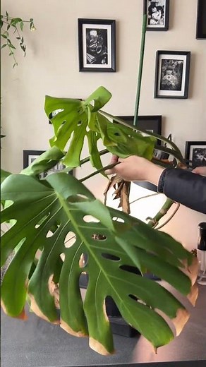 助けて、極寒からの復活！託されたモンステラを救う方法を動画で解説！#観葉植物 #モンステラ #くまパン園芸