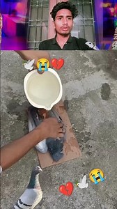 kabootar ki video🕊️😭#pigeon #birds #animals #pets #attitude#pigens #bird #kabootar#pyra