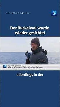 Der Buckelwal ist über Nacht wieder aufgetaucht und schwimmt frei #tagesschau #nachrichten #wal