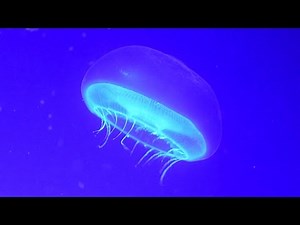 虹色、蛍光色…クラゲ１０種展示 なぎさ水族館