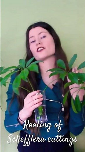 How to root Schefflera cuttings