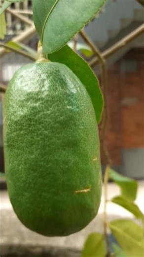 Lemon Tree #fruit #minigarden #trending #shortvideo #viralshorts