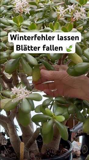 When the money tree loses its leaves in winter
