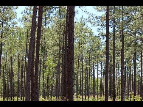 Longleaf Pine for Georgians