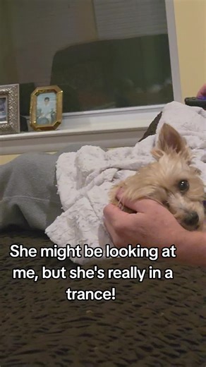 #yorkie #yorkiesoftiktok #foryourpage #dogsoftiktok #fypシ