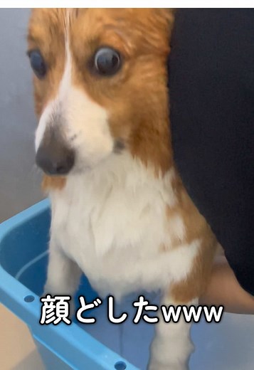 膿皮症からの回復とコーギーのケア