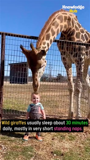 Wild giraffes | Knowledge Hub