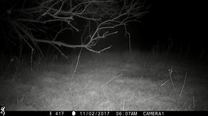 With 1080p Full HD Videos, Browning Trail Cameras are able to capture some incredible video clips like this one, even at nighttime! Also of note, thanks to our Adjustable IR Flash technology, you can see that as the whitetail buck runs up close to the Browning Trail Camera that the camera adjusts its lighting so that there is no "white-out" in the video! Turn the speakers up and enjoy! #WhitetailWednesday #browningcameras #youvegottoseethis #trailcameras #browning #deerhunting | Browning Trail C