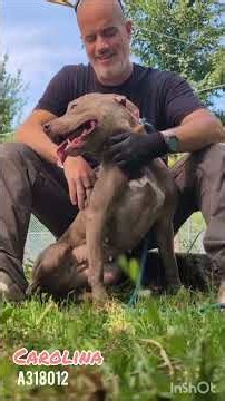 CACC - Carolina (A318012) - Sept 3 2026 #caccdogs #shelterdogs #chicagodogs #chicagorescuedogs