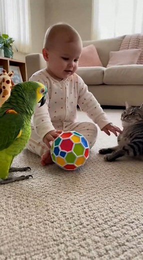 2.6K views · 21 reactions | “Parrot vs Cat Fight in Living Room… Baby Stops Them!” | Parrot Fans | Facebook