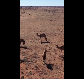 The wandering camels reshaping Australia’s wild outback