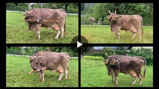 Austrian cow makes history with first-ever recorded tool use in cattle