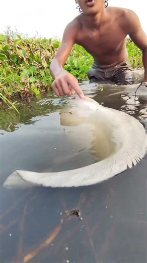 Big White Dolphin Fish Hunting #fish #fishing