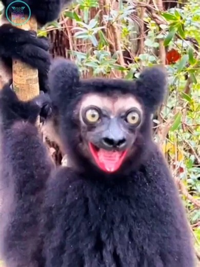 The Animal That Gets HIGH on Purpose #facts
