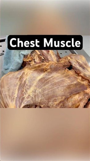 Pectoralis Major Origin and Insertion #pectoralismajor #muscle #chestday