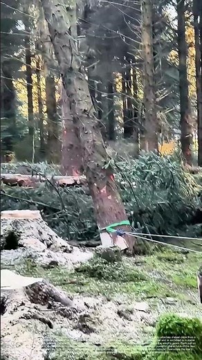 The Hand-Winch Heave: Felling a Tree with Manual Leverage