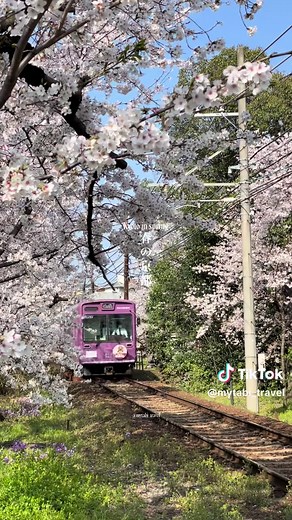 📍春の京都 / Kyoto in spring #kyoto #京都 #春の京都 #桜 #cherryblossom