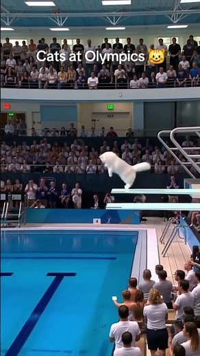 Funny Cats at Olympic. Cat Diving? Epic Feline Splashdowns! 🐾💧 #cats #olympics #cutecat