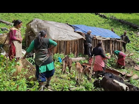 Life of Himalayan Shepherd Herding Buffalos in the Mountain| Beautiful Mountain Shepherd life