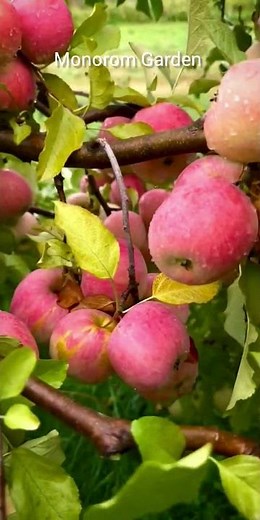 Honeycrisp apples are one of the most loved apple varieties #apple #nature #garden #fruit #gardening