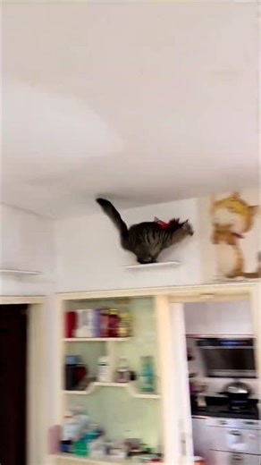 Momo's Epic Cat Parkour Adventure: Leaping Over Rooftops CatParkour VerticalProwess