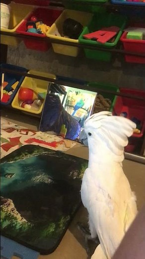 What is cockatoo going to do with such a large tube??