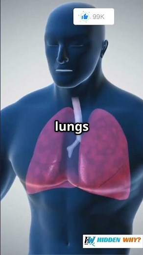 🫁 How Does the Respiratory System Function? | Explained Simply! | #short