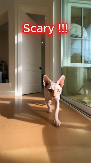 Is This Cat Really SCARY? 😱 | Sphynx Cat Truth