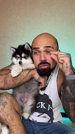 Caring for Your Siberian Husky Puppy at Home