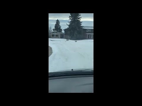 Bobcat Chases Rabbit in Snowy Neighborhood in Calgary