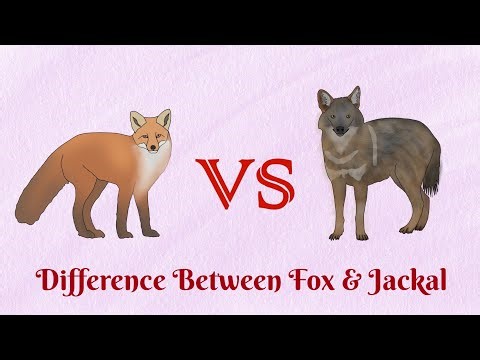 Fox VS Jackal...Who is more adaptable animal?