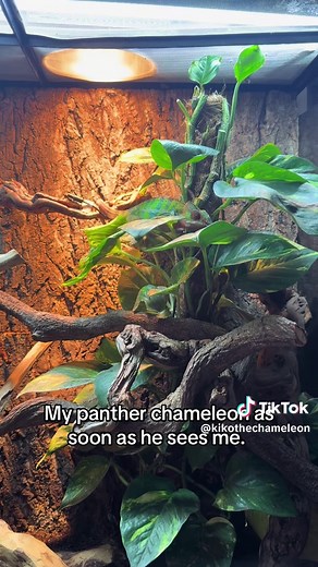 Caring for Your Panther Chameleon: A Quick Guide