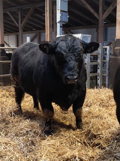 𝐂𝐎𝐍𝐒𝐎𝐋𝐈𝐃𝐀𝐑𝐄𝐀 𝐕𝐈𝐈𝐓𝐎𝐑𝐔𝐋𝐔𝐈 𝐆𝐄𝐍𝐎𝐅𝐎𝐍𝐃 𝐀𝐋 𝐑𝐀𝐒𝐄𝐈 𝐀𝐁𝐄𝐑𝐃𝐄𝐄𝐍 𝐀𝐍𝐆𝐔𝐒 𝐈̂𝐍 𝐑𝐎𝐌𝐀̂𝐍𝐈𝐀 ✅𝑨𝒔𝒐𝒄𝒊𝒂𝒕̦𝒊𝒂 𝑨𝒃𝒆𝒓𝒅𝒆𝒆𝒏 𝑨𝒏𝒈𝒖𝒔 𝑹𝒐𝒎𝒂̂𝒏𝒊𝒂 𝑖̂𝑚𝑝𝑟𝑒𝑢𝑛𝑎̆ 𝑐𝑢 𝑠𝑝𝑒𝑐𝑖𝑎𝑙𝑖𝑠̦𝑡𝑖 𝑑𝑖𝑛 𝑐𝑎𝑑𝑟𝑢𝑙 𝑐𝑜𝑚𝑝𝑎𝑛𝑖𝑒𝑖 𝑴𝒊𝒏𝒊𝒕𝒖𝒃𝒆 𝑠̦𝑖 𝑐𝑜𝑙𝑎𝑏𝑜𝑟𝑎𝑡𝑜𝑟𝑖 𝑠𝑡𝑟𝑎𝑡𝑒𝑔𝑖𝑐𝑖 𝑑𝑖𝑛 𝑅𝑜𝑚𝑎̂𝑛𝑖𝑎 𝑝𝑟𝑒𝑐𝑢𝑚 𝑟𝑒𝑝𝑟𝑒𝑧𝑒𝑛𝑡𝑎𝑛𝑡̦𝑖 𝑎𝑖 𝑺𝑬𝑴𝑻𝑬𝑺𝑻 𝑪𝑹𝑨𝑰𝑶𝑽𝑨 și ai 𝑭𝑨𝑪𝑼𝑳𝑻𝑨̆𝑻̦𝑰𝑰 𝑫𝑬 𝒁𝑶𝑶𝑻𝑬𝑯𝑵𝑰�