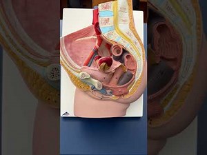 Structures of the Female Reproductive System