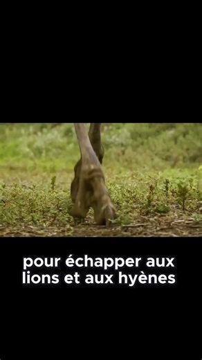 L'autruche court plus vite qu'un cheval ? Découvre la vérité !
