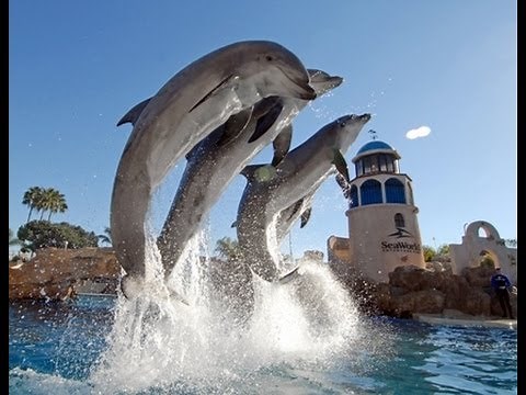The Complete 2009 "Dolphin Discovery" Show at SeaWorld