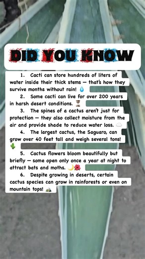 🌵 6 Amazing Cactus Facts You Won’t Believe! #facts #cactus | Devlop Express