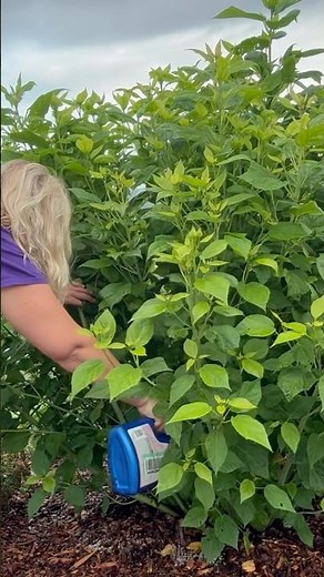 How to Prevent and Deter Japanese Beetles!