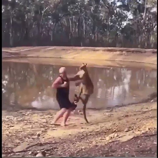 Angry kangaroo hitting a person, the person fell down #shorts #kangaroo #hitting #hit #person #158