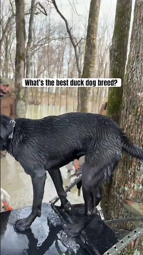 A good gun dog changes everything. What’s the best duck dog breed?