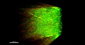 File:Astroglia-in-Thick-Tissue-with-Super-Resolution-and-Cellular-Reconstruction-pone.0160391.s002.ogv - Wikimedia Commons