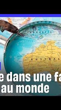 Connaissez-vous tous les animaux vivant en Australie ?