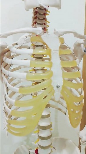 Human Skeleton Anatomy: A Comprehensive Overview|#human #bones #bonesetting #humanbodyjoint #head