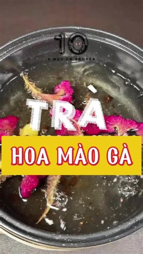 TRÀ HOA MÀO GÀ Trong y học cổ truyền, hoa mào gà (thanh tương tử) được xem là một vị thuốc có tính mát, vị ngọt, tác động vào kinh can và thận. Dưới đây là những tác dụng phổ biến của loại hoa này: 1. Thanh nhiệt và giải độc Hoa mào gà thường được dùng để hạ hỏa, giúp cơ thể giải nhiệt, đặc biệt là trong các trường hợp nóng trong người gây mụn nhọt hoặc sưng tấy. 2. Cầm máu (Chỉ huyết) Đây là một trong những công dụng nổi bật nhất. Hoa mào gà hỗ trợ điều trị các chứng chảy máu như: Chảy máu cam: