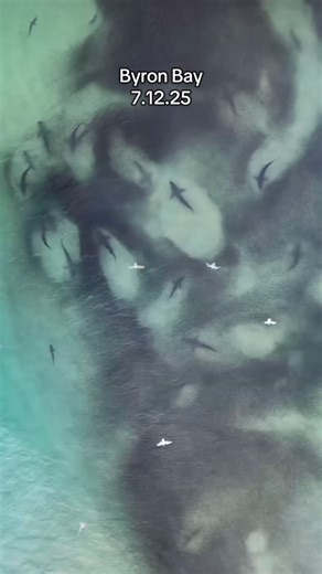 Miguel Martínez | Afortunado de haber estado aquí 🇦🇺🦈 #australia #byronbay #sharks #tiburones #parati #fyp | Instagram
